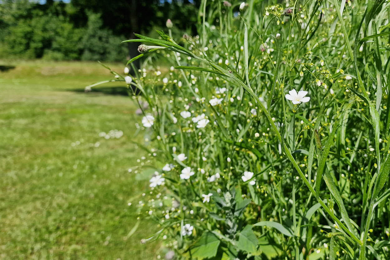 Vilde, hjemmehørende blomster foran Greentels kontorbygning i Randers