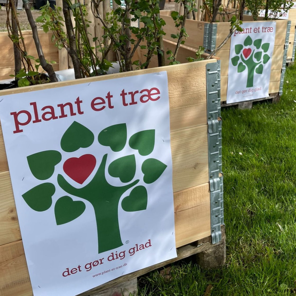 Plan et Træ